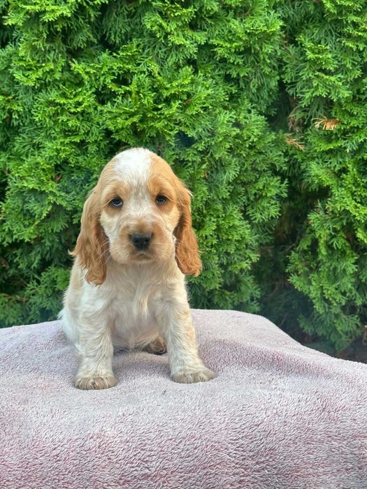 Piękna Cocker Spaniel Angielski – Orange Roan gotowa do odbioru