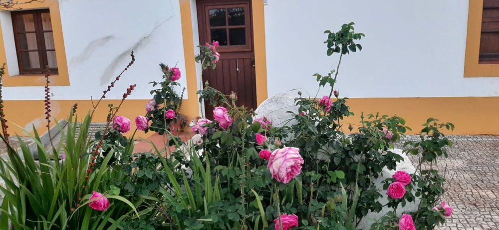 Aluga-se casa no campo