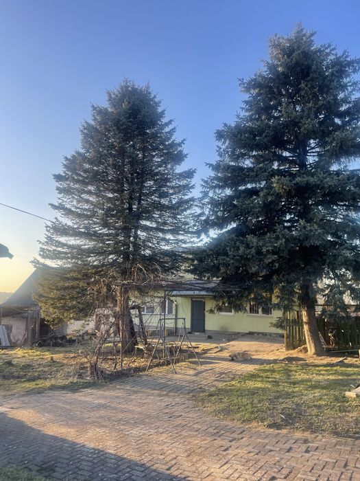 Віддам   безкоштовно  сосни