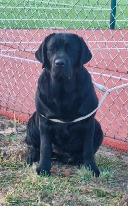 Labrador czarna suczka do bezpłatnej adopcji