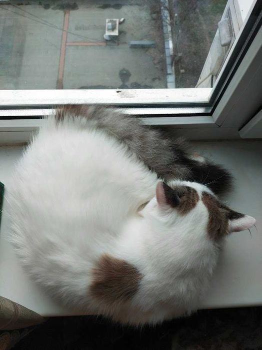 Котик пушистый в добрые лапки. НЕ кастрирован, уличный.