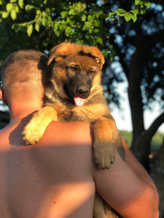 Німецька Вівчарка