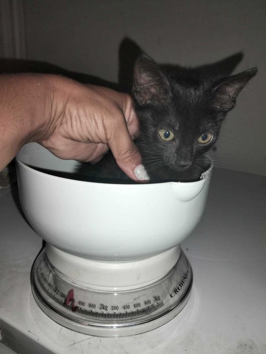 Gatinha bebe para adoção responsável - 2 meses