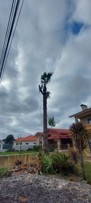 Corte, Abate e Limpeza de Árvores de Grande Porte e Palmeiras | Arborismo | Aveiro, Coimbra e Viseu