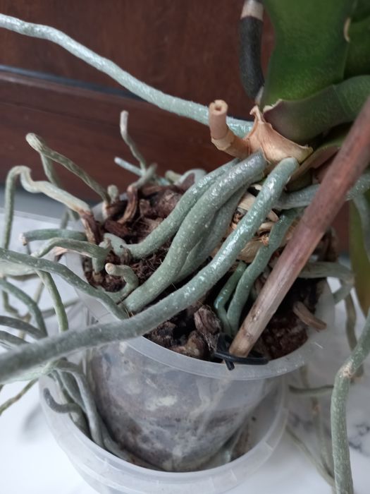 Продам квітучу орхідею