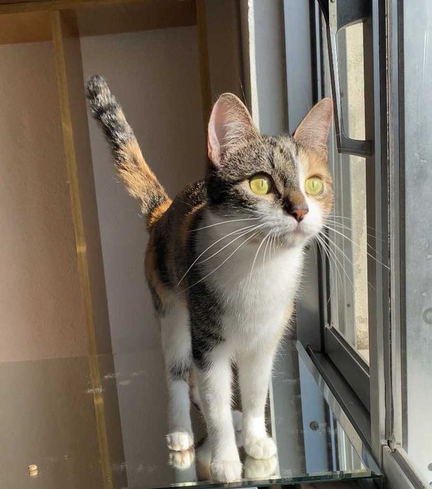 ESTERILIZADA | Gata juvenil e meiga disponível para adoção responsável