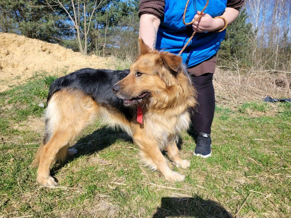Piękny Max do adopcji