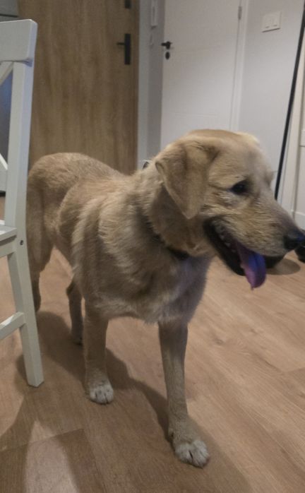 Oddam pieska w dobre ręce