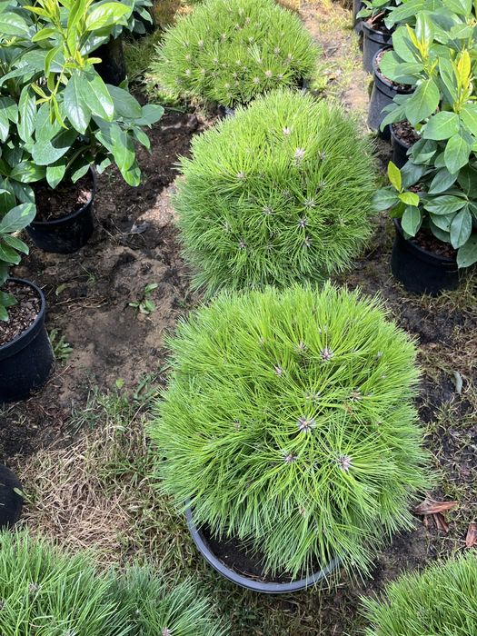 Drzewa, krzewy szczepione, bonzaje