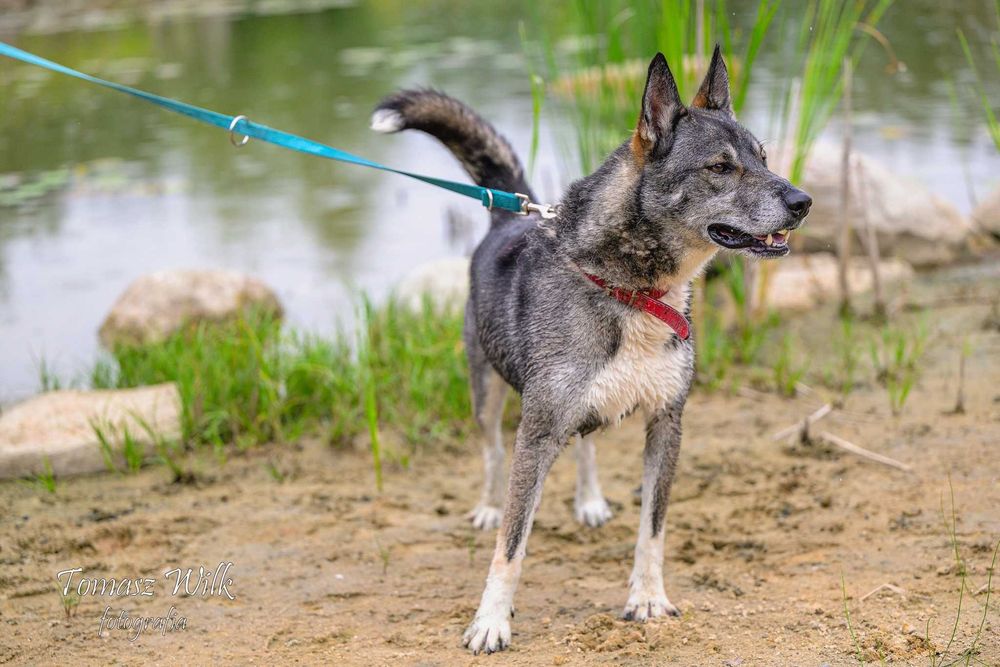 Wspaniale będzie bronił mieszkania i podwórka przed niechcianymi gośćmi. Kajtek do adopcji