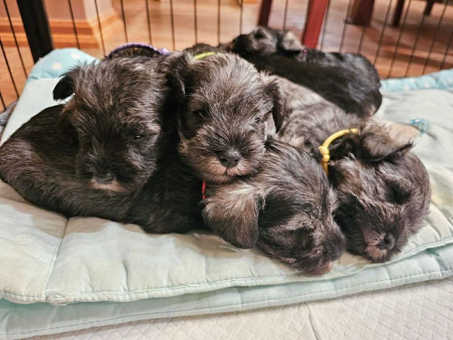 Sznaucer Miniaturowy Pieprz i Sól (ZKwP, FCI)