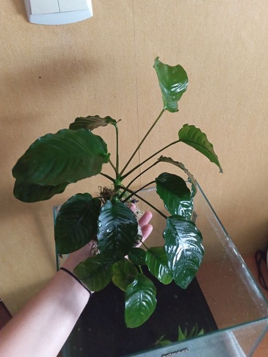 Sprzedam Anubisa