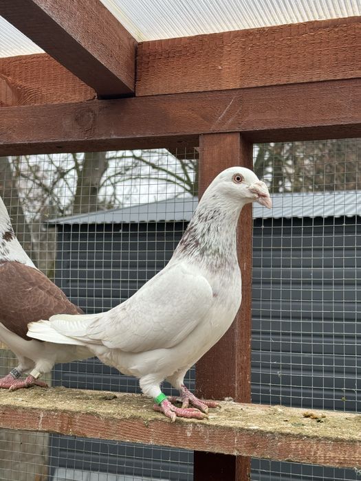 Gołębie staropolskie