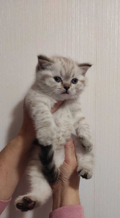 Гарнющі шотландські кошенята