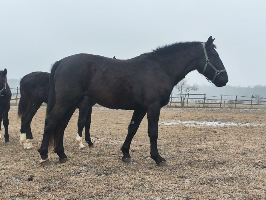 Klacz Śląska 3 lata. Księgą Główna Dotacyjna Zamiana