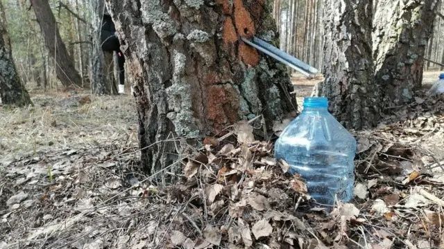 березовий сік костопіль(борщівка)