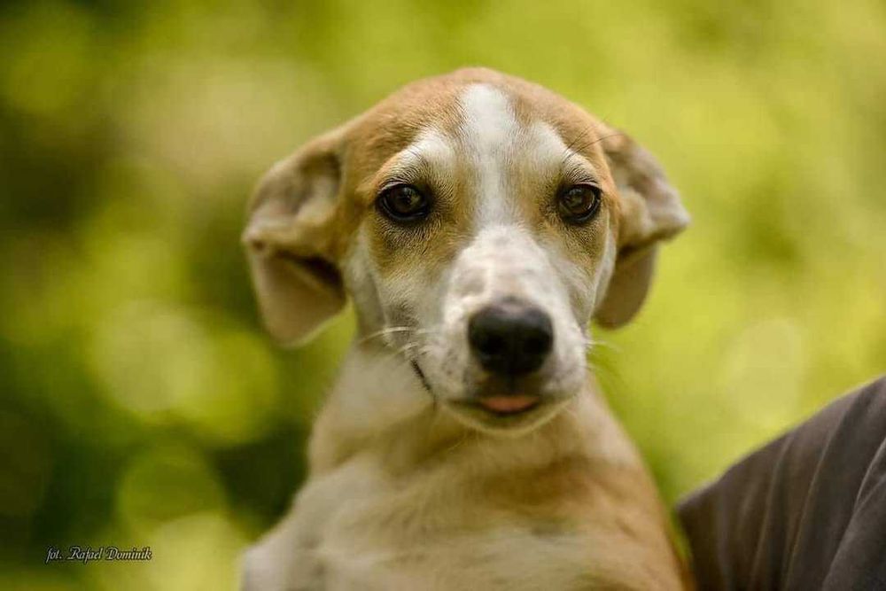 Szczeniak do adopcji!