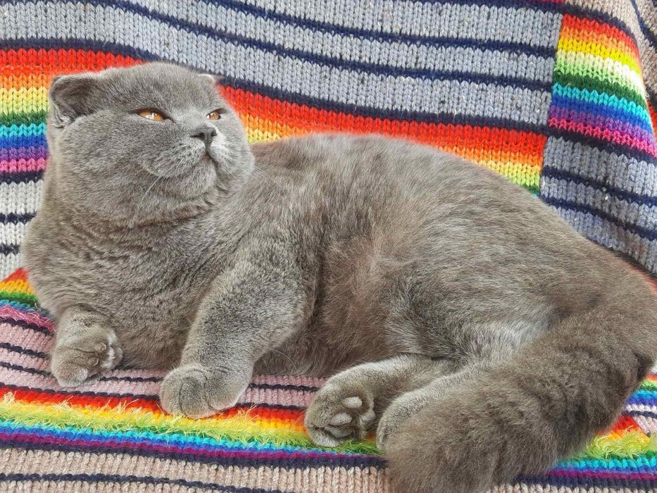 Висловухий британець на звʼязку Злучка