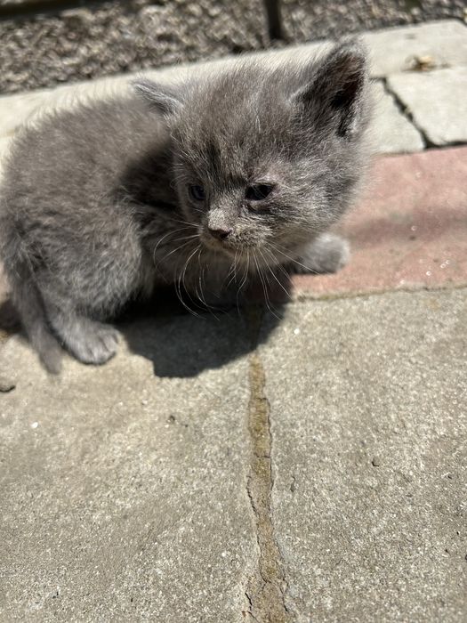 Віддаємо кошенят у добрі руки БЕЗКОШТОВНО