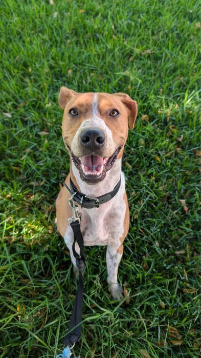 Cão 9-10 meses com energia  precisa de lar permanente