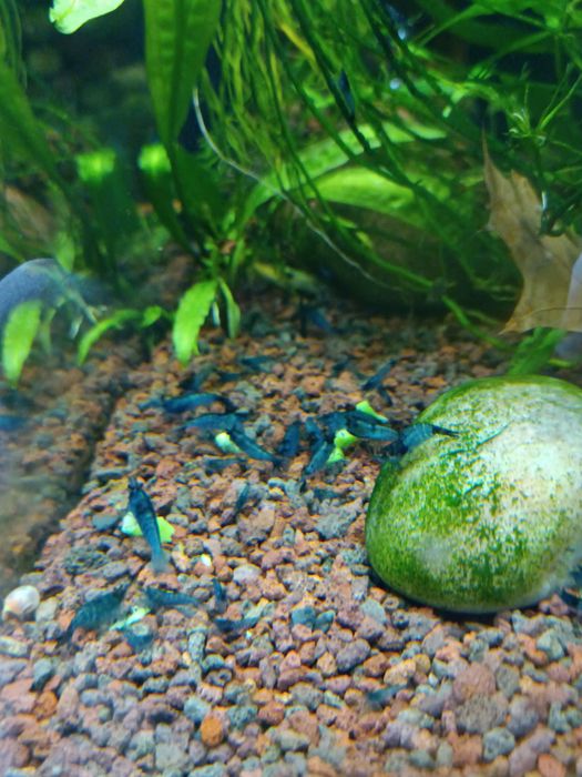Krewetki blue rilii