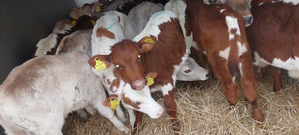 Mięsne cielęta Motwica