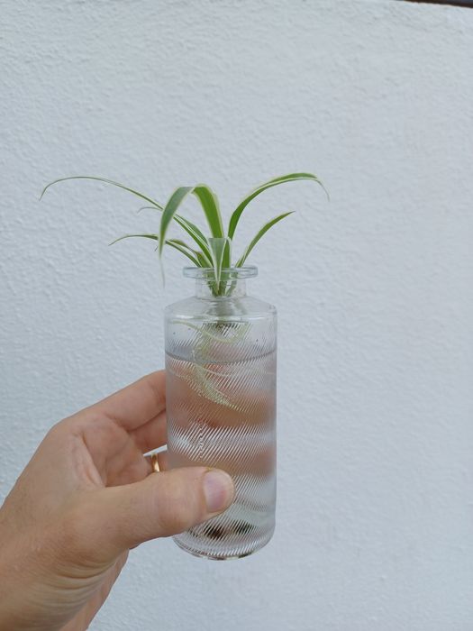 Rebentos de Planta-Aranha / Chlorophytum