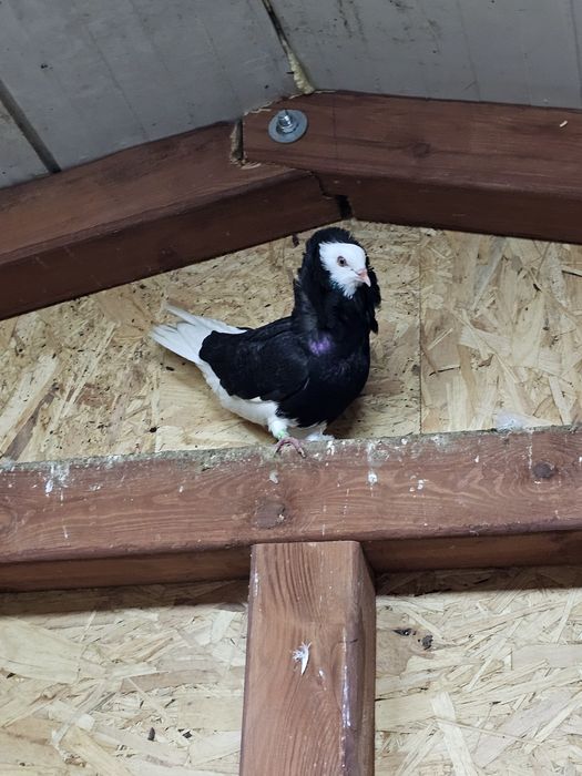 Gołąb Rasy Kapucyn