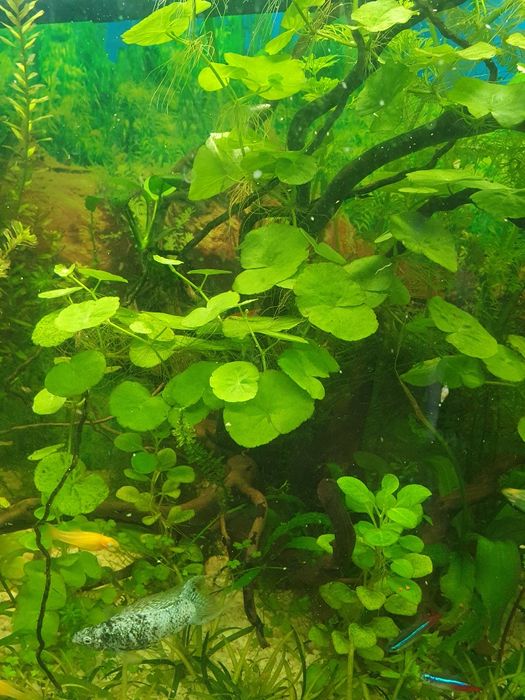 Hydrocotyle-Wąkrotka Zwyczajna.