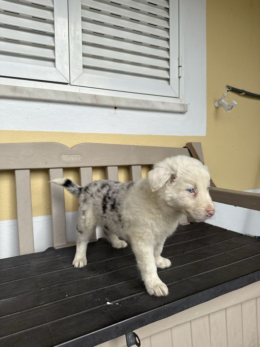 Border Collie Merle Macho com olhos azulão