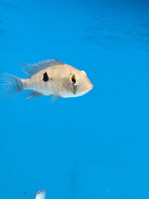 ciclideos americanos 4-6cm ler descrição