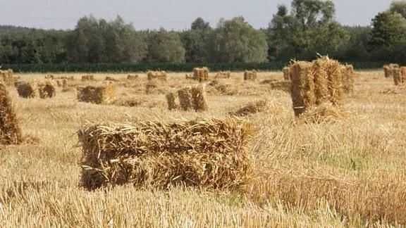 Słoma, kostka słoma, słoma z żyta, tanio