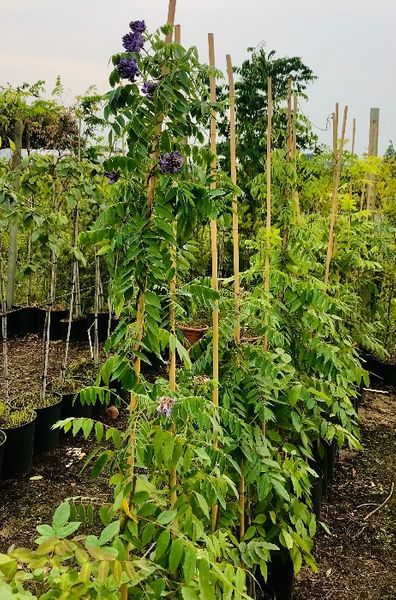 WISTERIA Glicynia Szczepiona Cena 75 zł