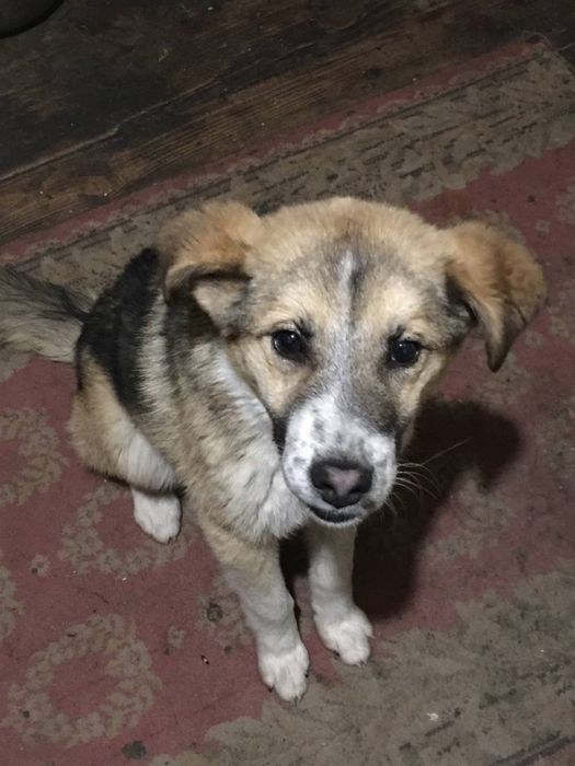 Пес шукає дім собака в добрі руки віддам безкоштовно