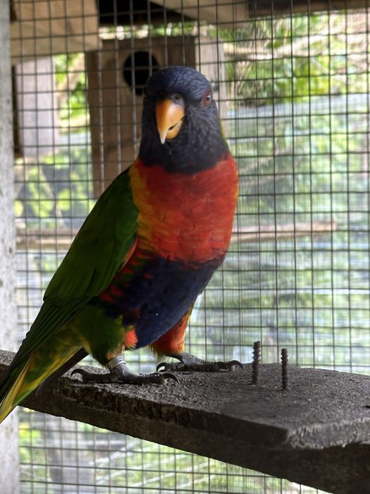 Aves Loris Malucano