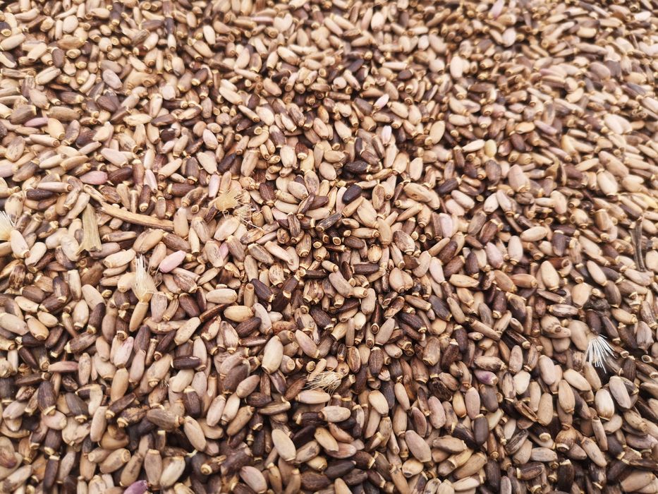 Продам розторопшу