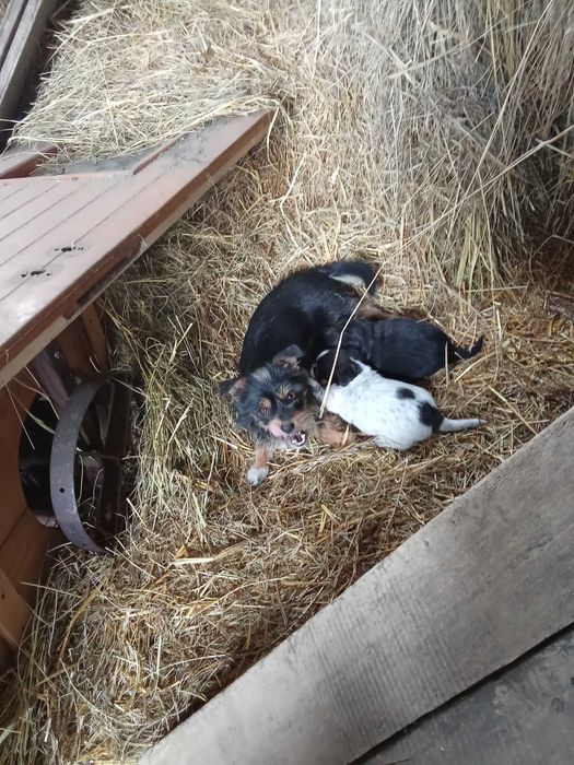 Oddam suczkę z dwoma pieskami rasa york