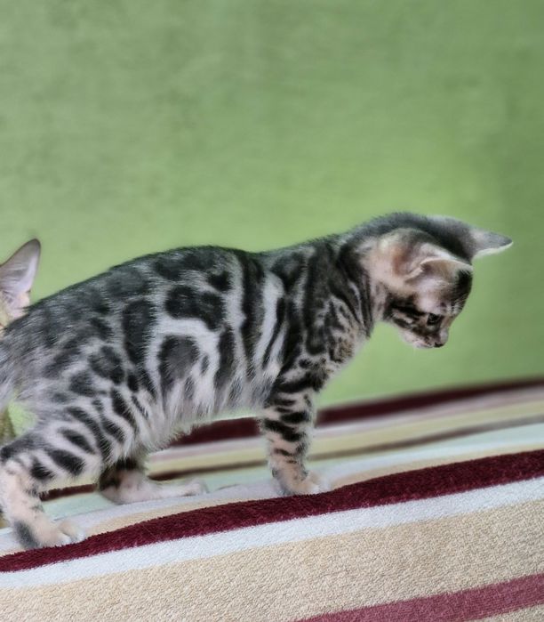 Бенгальская кошка