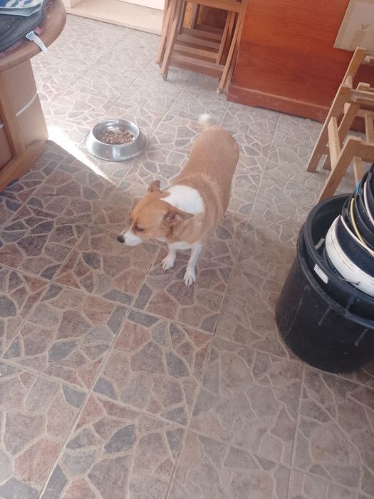 Dou vadelhina muito meiga.