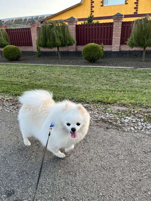 Померанский  шпиц мишки