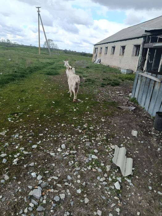 Продам кіз,молодих,діцних
