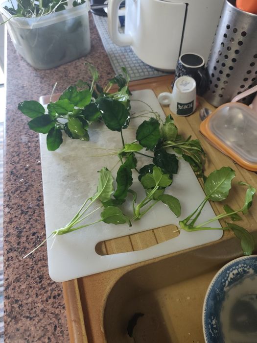 Anubias  excelente qualidade