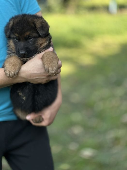 Німецькі вівчарки для справжніх цінителів породи. Дівчинка
