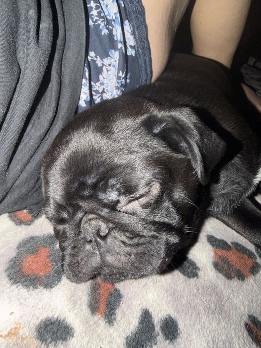 Мопсяшки в родину