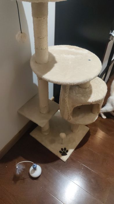 Gatinho 1 ano adoção responsável