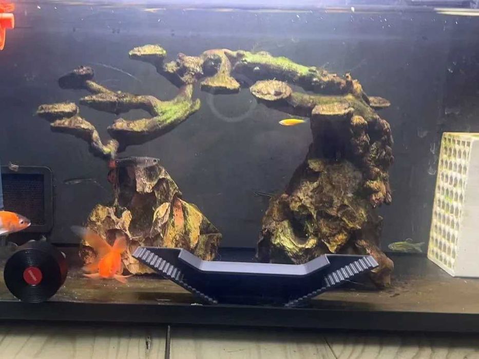 Caverna de Camarão / Shrimp Tunnel - Vários tamanhos e formatos