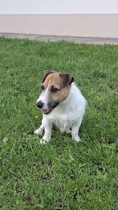 Pies Jack Russel Terier