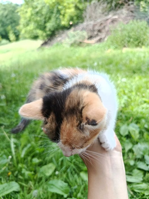 Котики шукають своїх господарів, віддам в добрі руки