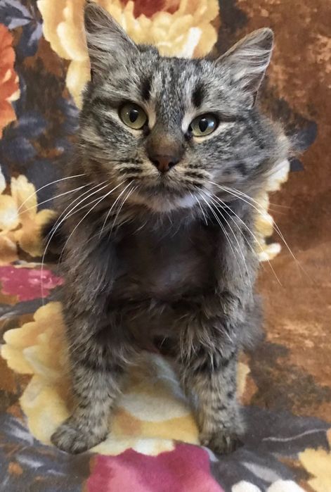 Шикарная Офелия кошечка пушистая