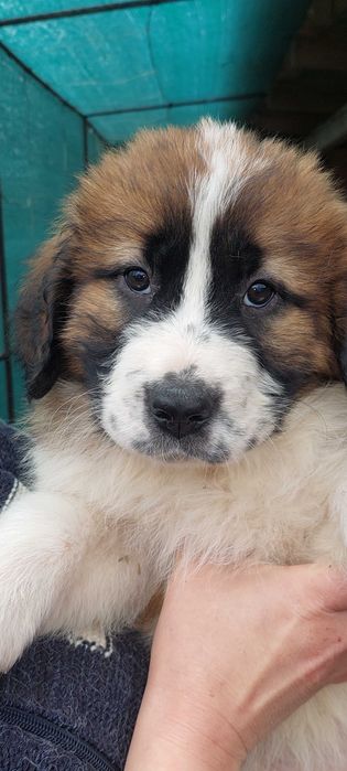 Цуценята м. сторожові